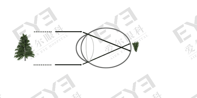 角膜.gif 角膜.gif